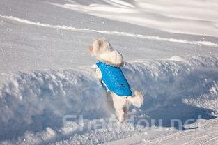 冰淇淋认准可爱雪，可爱 冰淇淋