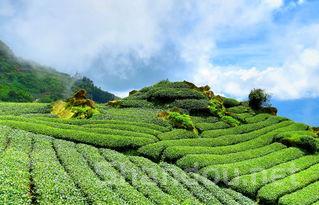 十大名茶排名及价格，搜索十大名茶